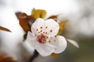 唯美好看的白色樱花图片-9张