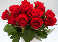情人节浪漫红玫瑰唯美图片