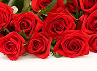 高清晰唯美红玫瑰花图片