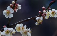 清新臘梅花卉圖片-9張
