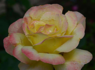 清新高雅的黄玫瑰图片素材