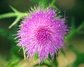 紫色藿香蓟花卉图片-23张