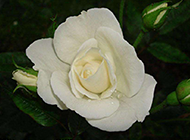 纯真唯美的白玫瑰高清图片