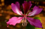 婀娜的紫荆花图片-10张