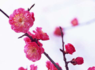 三月是桃花的世界
