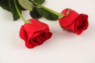 妖艳的红玫瑰图片-9张