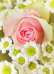 素雅简约粉玫瑰高清素材图片