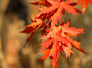 秋天红色枫叶图片特写