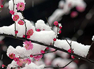 冬季的雪中梅花摄影图片