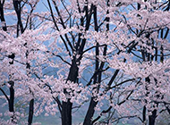 美丽的樱花摄影图片欣赏