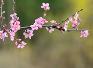 春天的桃花唯美摄影图片