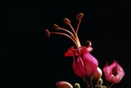 红萼龙吐珠花卉图片-10张