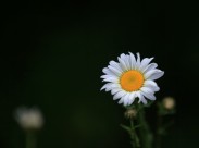 白色雏菊图片-13张