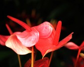 熱情似火的紅掌花卉圖片-12張