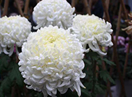 花团锦簇的白菊花图片