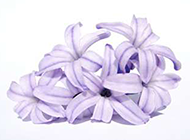 紫色鲜花花束图片素材欣赏