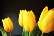 美丽的黄色郁金香图片-11张