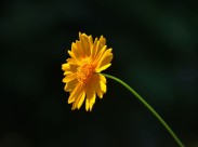 黄色金鸡菊花卉图片-21张