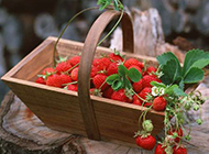 红彤彤的草莓水果图片