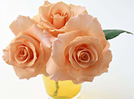 情人节漂亮的玫瑰花图片