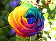 迷人美丽的七彩玫瑰花图片