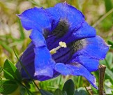 蓝紫色的龙胆花图片-12张