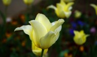 白色和黄色的郁金香图片-7张