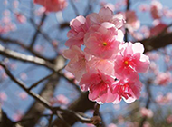 日本樱花超清唯美特写图片
