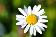 白色雏菊花卉图片-22张