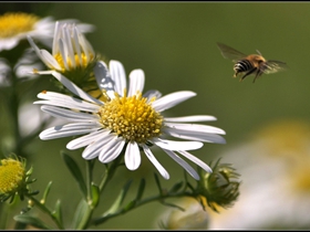 蜜蜂和白晶菊