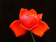 鲜艳红玫瑰图片-8张