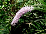 多花指甲兰植物图片-5张