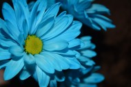忧伤的蓝色菊花图片-13张