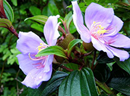 紫色野牡丹花实拍图片