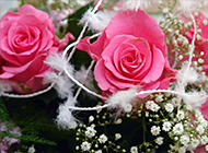 唯美的粉玫瑰花束高清图片赏析