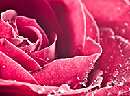 艺术的结晶欧美红玫瑰素材
