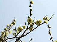 含笑迎风的梅花树高清图片