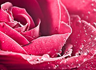 娇艳的红玫瑰高清图片