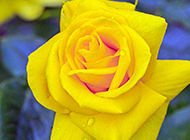 美丽动人的黄玫瑰高清壁纸