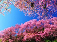 蓝天下的日本樱花图片