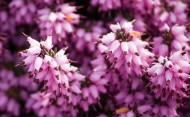 紫色欧石楠花卉图片-10张