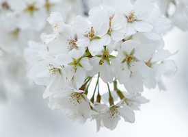 烂漫纯白樱花唯美高清桌面壁纸