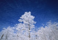 冬季树木图片-26张