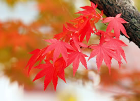 超美秋季红枫叶图片桌面壁纸