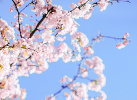 春天里一组粉色浪漫樱花图片