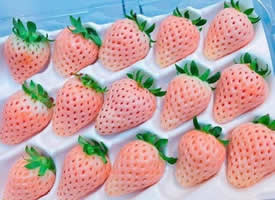 这组草莓拥有草莓届最高颜值