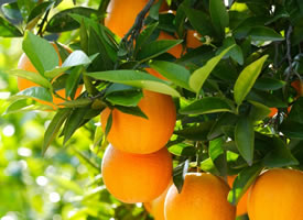 橙子散发出的是一种沁人心脾的清香