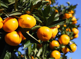 一组甘甜适口的柑橘图片