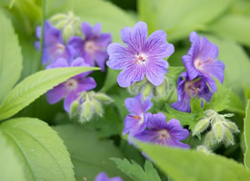 質樸而神秘的紫羅蘭花圖片