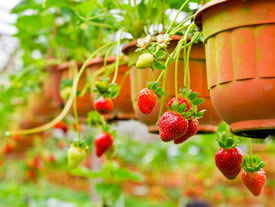 草莓园等待采摘的超新鲜草莓图片
